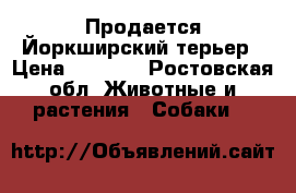  Продается Йоркширский терьер › Цена ­ 8 000 - Ростовская обл. Животные и растения » Собаки   